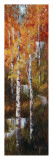 Autumn Birch Falls