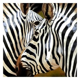 Zebra Close-up