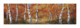 Buy Autumn Birch I at AllPosters.com