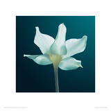 Buy Light and Shadow at AllPosters.com