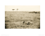 Buy In The Tall Grass, Serengeti at AllPosters.com