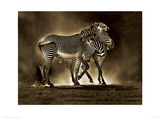 Zebra Grevys