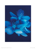 Buy Blue Blossom at AllPosters.com