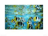 Buy Shoal of Butterfly Fish at AllPosters.com