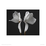 Cyclamen