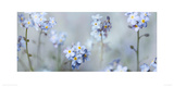 Forget-Me-Nots