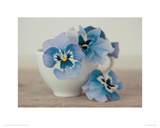 Buy Pansies at AllPosters.com