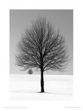 Winter Tree