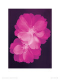 Buy Pink Blossom at AllPosters.com