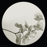 Buy Orchid II at AllPosters.com