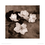 Chocolate Anemone II