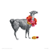 Llama