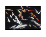 Buy Koi Carp in Pond at AllPosters.com
