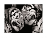 Sleeping Tigers