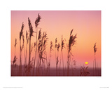Buy Fenland Sunrise at AllPosters.com