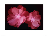 Buy Red Blossom at AllPosters.com