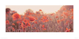 Buy Field of Poppies at AllPosters.com