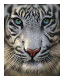 White Tiger