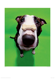 Dog And Bone