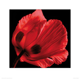 Buy Red Poppy at AllPosters.com