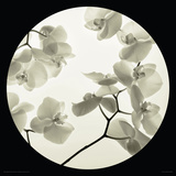 Buy Orchid I at AllPosters.com