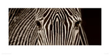 Zebra Grevy