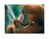 Buy Tender Feeling at AllPosters.com