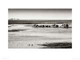 Chobe River Botswana