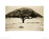The Sheltering Tree, Serengeti