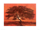 Desert Tree