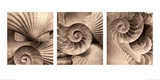 Nautili