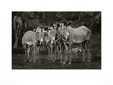 Zebras
