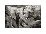 Elephants in Love