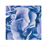Buy Hydrangeas I at AllPosters.com