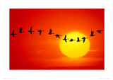Buy Geese Silhouetted In Flight at AllPosters.com