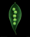 Garden Pea