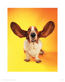 Bassett Hound