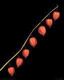 Buy Chinese Lantern at AllPosters.com