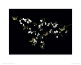 Buy Blossom & Butterflies at AllPosters.com