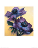 Buy Purple Anemones at AllPosters.com