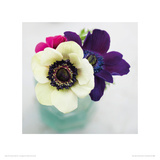 White, Purple and Red Anemones