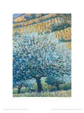Buy Olive Tree And Fields, Rhodes at AllPosters.com