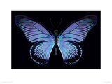 Great Blue Zalmoxis