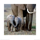 Buy Inseparable Friends at AllPosters.com