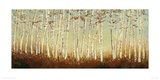 Silver Birch Trees