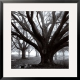 Buy Oak Grove, Winter at AllPosters.com