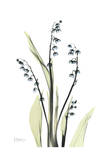 Lily of The Valley in Bloom