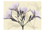Oleander in Purple on Beige