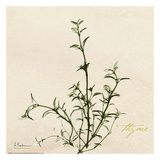 Thyme on Beige