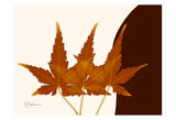Japanese Maple on Brown and Beige II